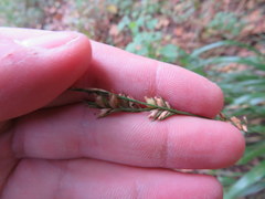 Diarrhena obovata