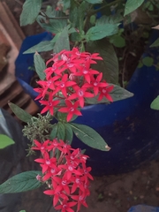 Pentas