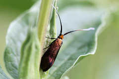 Nemophora cupriacella