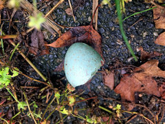 Turdus merula