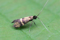 Nemophora associatella