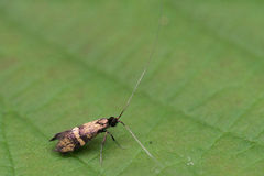 Nemophora associatella