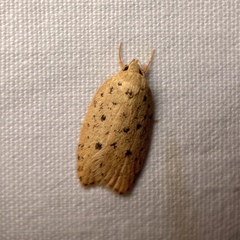 Garrha atripunctatella