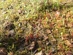 Centrolepis aristata