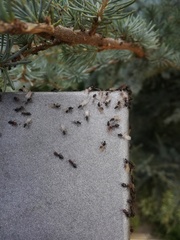 Crematogaster scutellaris