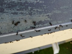 Crematogaster scutellaris