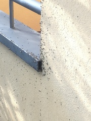 Crematogaster scutellaris