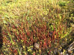 Centrolepis aristata