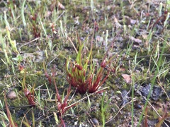 Centrolepis aristata