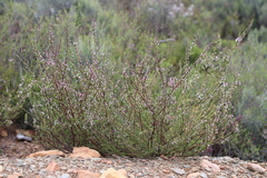 Muraltia rhamnoides