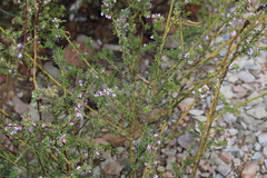Muraltia rhamnoides