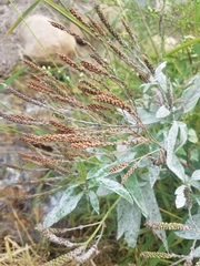 Veronicastrum virginicum