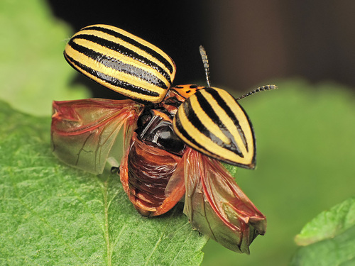 Colorado Potato Beetle