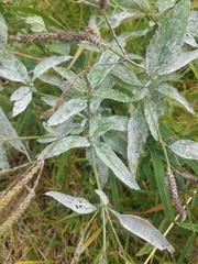 Veronicastrum virginicum
