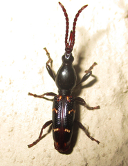 Orfilaia vulsellata