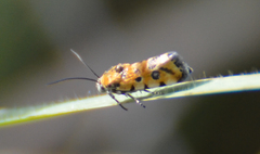 Spragueia perstructana