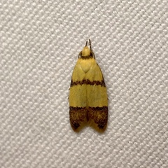 Heteroteucha translatella