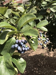 Chionanthus retusus