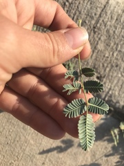 Hoffmannseggia glauca