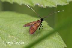 Cauchas fibulella