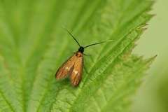 Cauchas fibulella