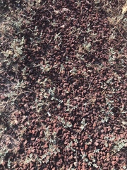 Hoffmannseggia glauca