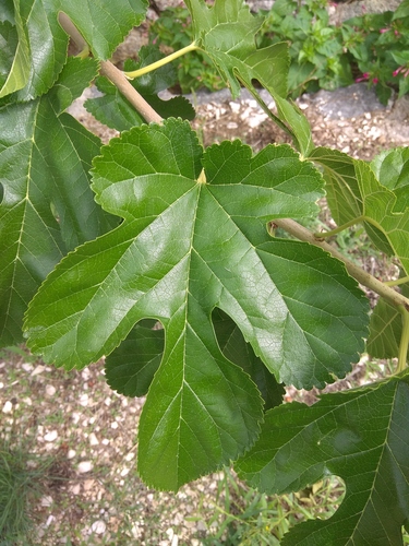 Murva (Morus)