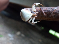 Thomisidae