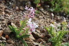 Lapeirousia pyramidalis