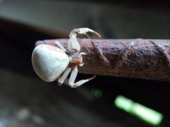 Thomisidae