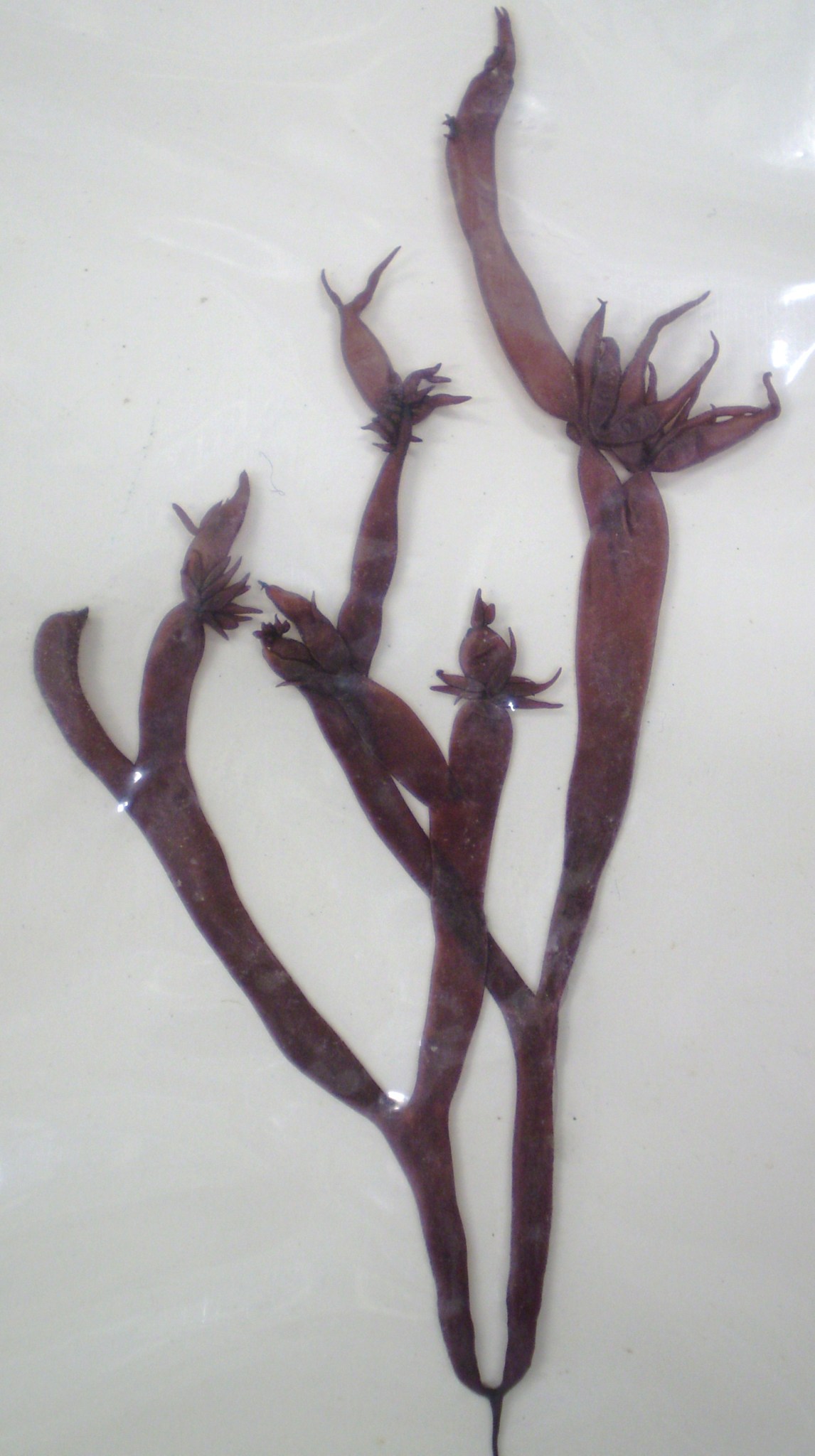 Gloiopeltis