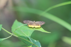 Mooreana trichoneura