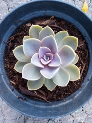 Echeveria gibbiflora × potosina
