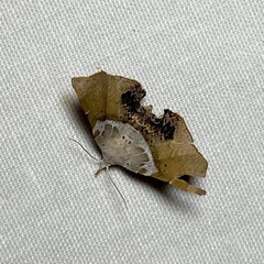 Esthlodora versicolor