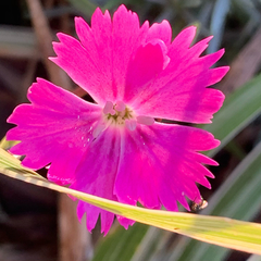 Dianthus gratianopolitanus