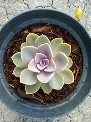 Echeveria gibbiflora × potosina