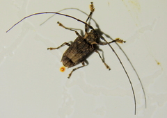 Polyrhaphis