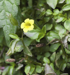 Erythranthe nepalensis