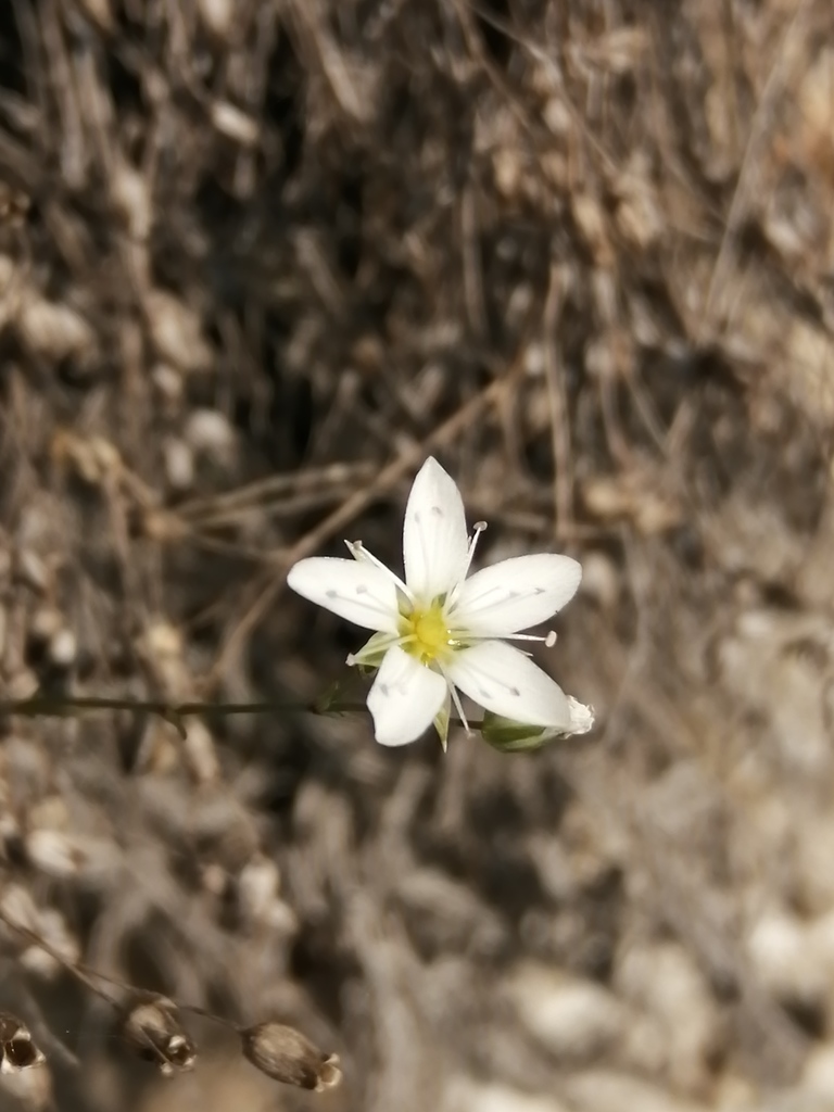 Minuartia krascheninnikovii