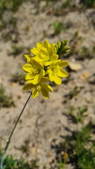 Ixia odorata