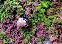 Doryphora