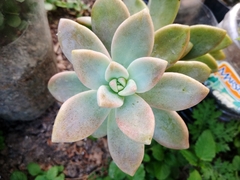 Graptoveria opalina