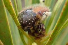 Trichostetha capensis hottentotta