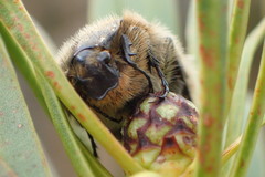 Trichostetha capensis hottentotta