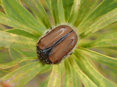 Trichostetha capensis hottentotta