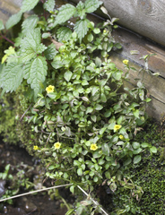 Erythranthe nepalensis