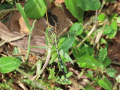 Orthetrum sabina