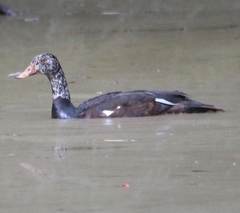 Asarcornis scutulata