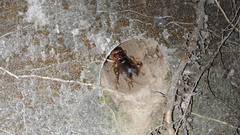 Tarbinskiellus portentosus