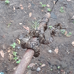 Trimorphodon quadruplex